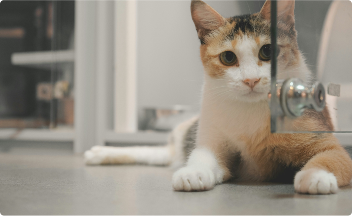 Copy of Copy of [Image-heavy story] Feline Fine's property