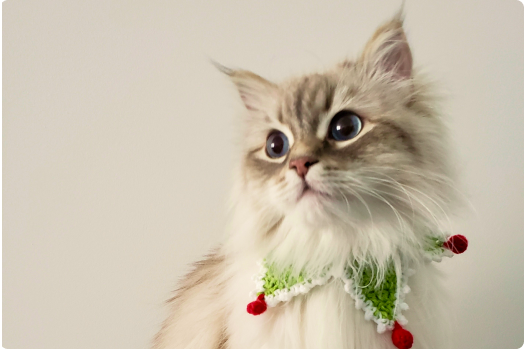 Copy of Copy of [Image-heavy story] Feline Fine's property